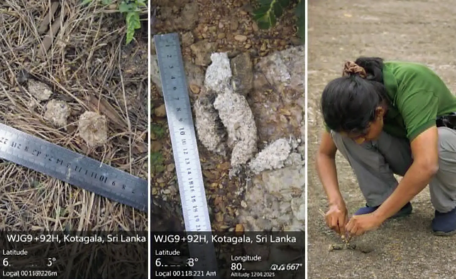 Two close-up photographs of scat samples measured against a ruler at a GPS-tagged location in Kotagala, alongside a photo of a researcher crouched over a sample on the ground