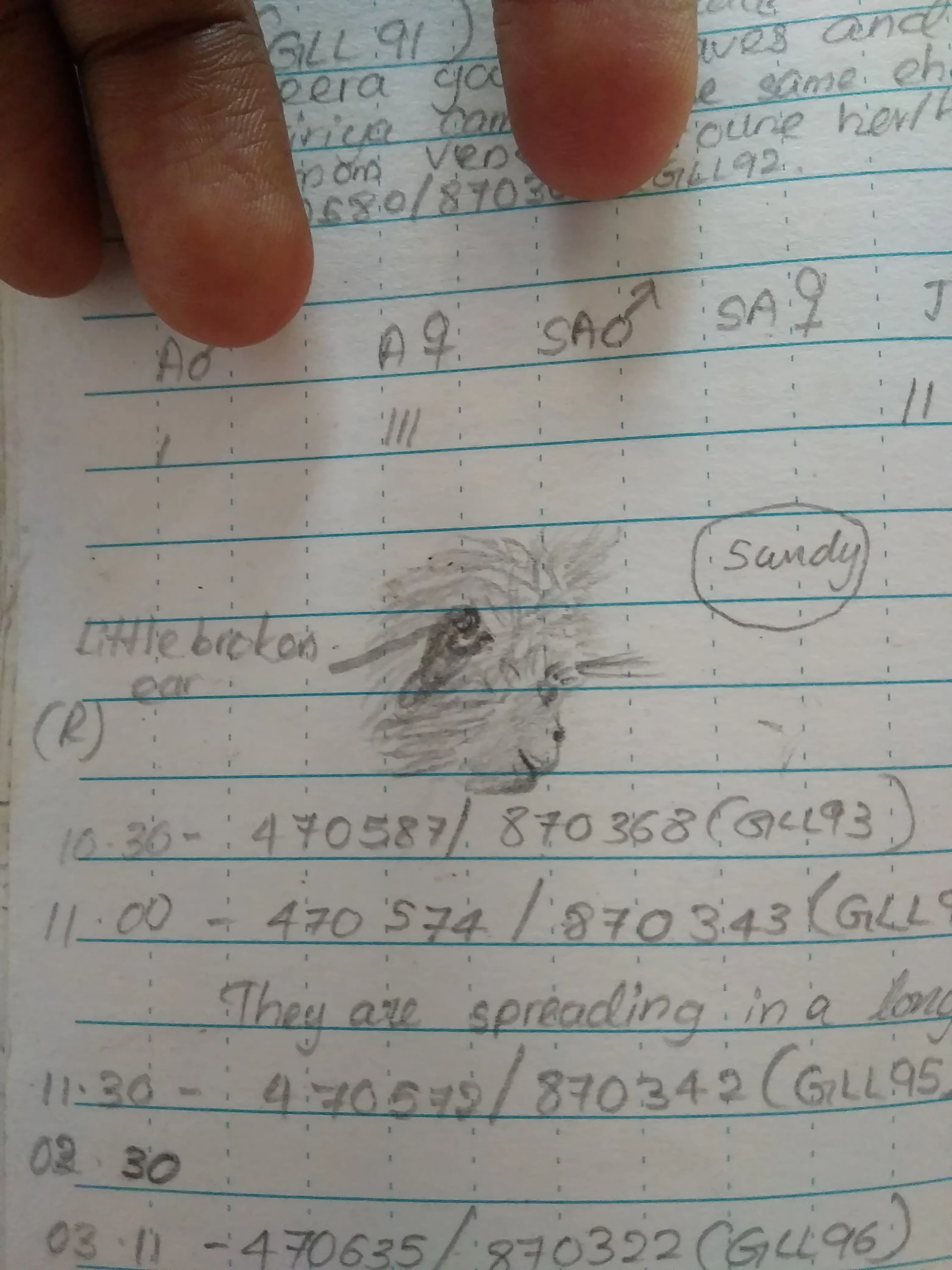 Field notebook page listing individual animals by age and sex class, with a pencil sketch of a langur with a distinctive torn right ear, labeled "Sandy"