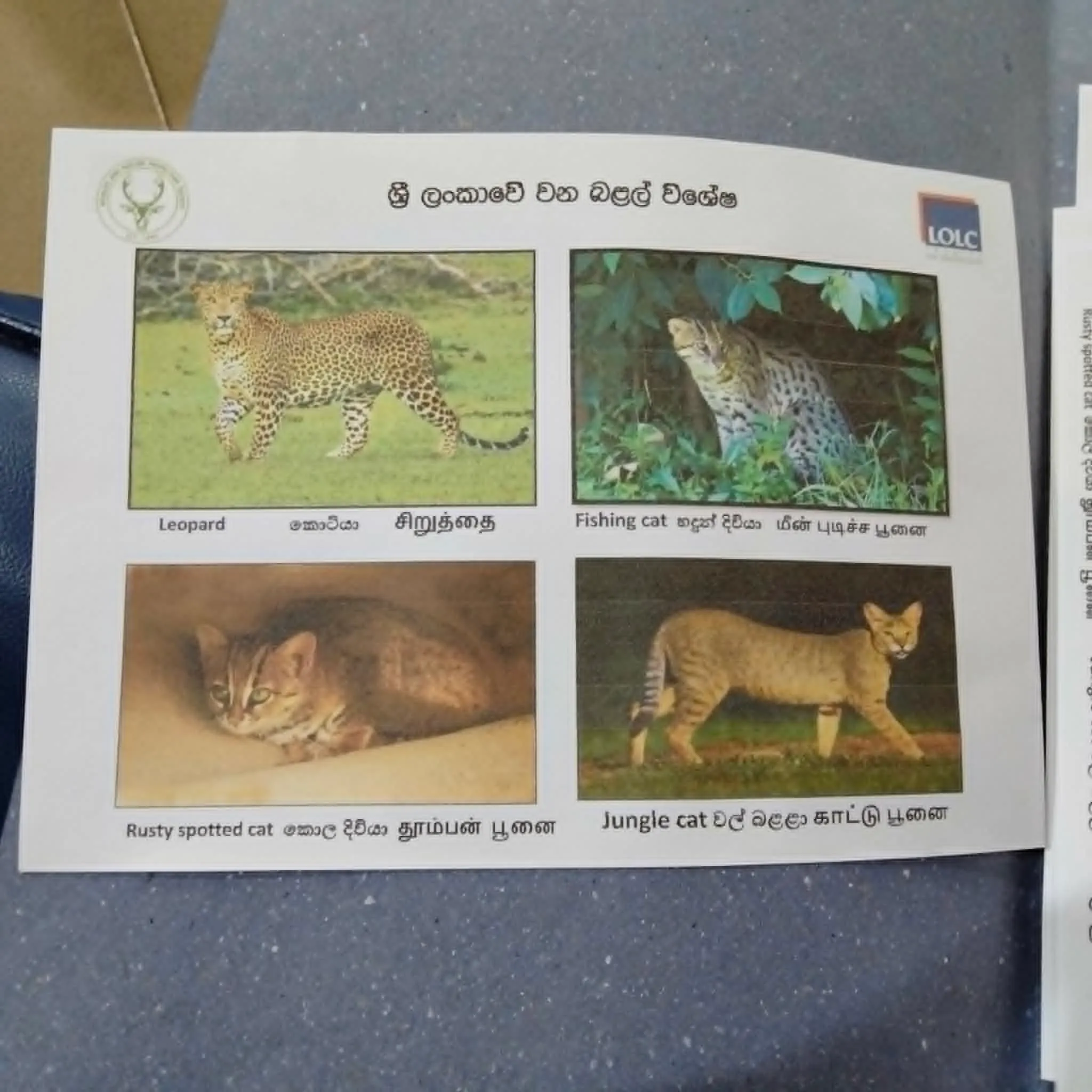 A printed identification panel showing four wild cat species of Sri Lanka — leopard, fishing cat, rusty-spotted cat, and jungle cat — labeled in Sinhala, Tamil, and English
