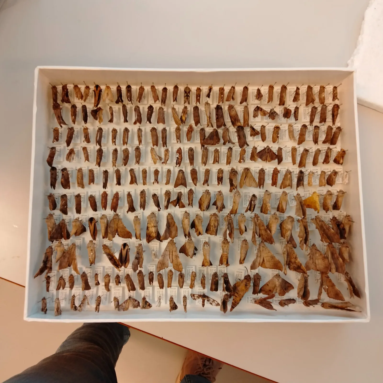 A collection drawer densely filled with pinned moths, each above a small "CEYLON" data label, seen from above