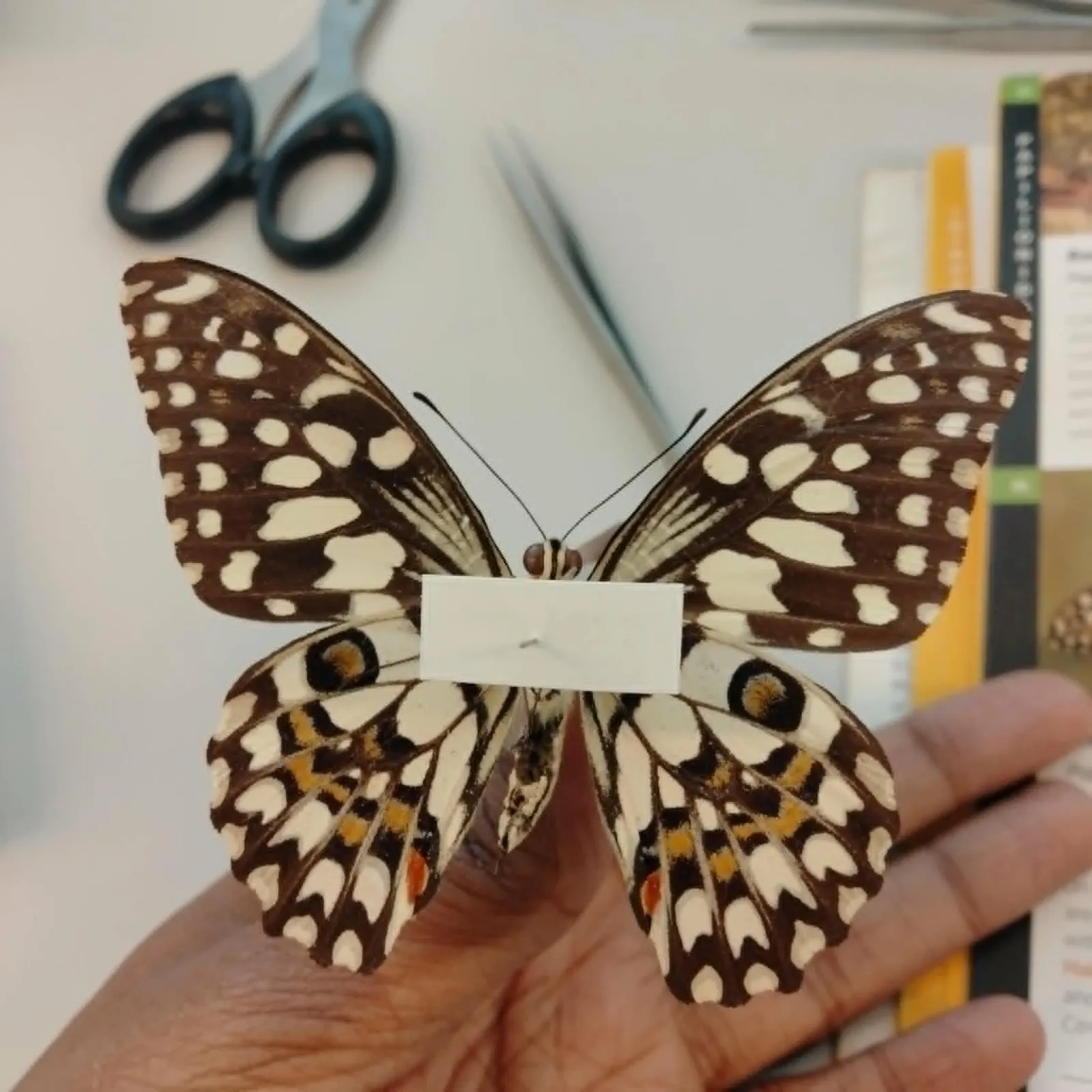Holding a pinned lime butterfly specimen close to the camera, its cream-and-brown wings spread, with forceps and a field guide on the bench behind