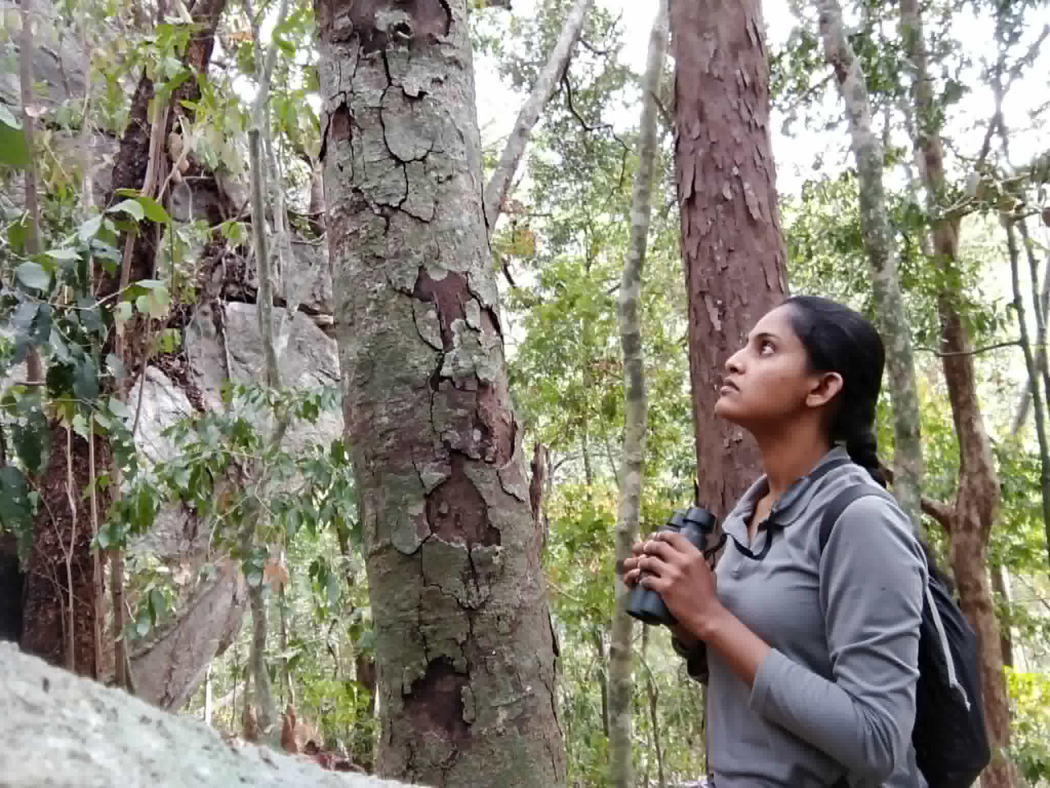 Looking up into the forest canopy while tracking a troop at the Kaludiyapokuna field site, binoculars in hand